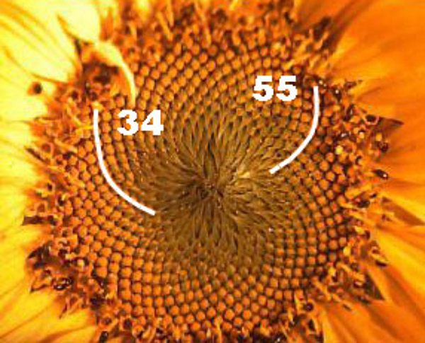Ein Goldener Schnitt auf dem Blütenstand einer Sonnenblume